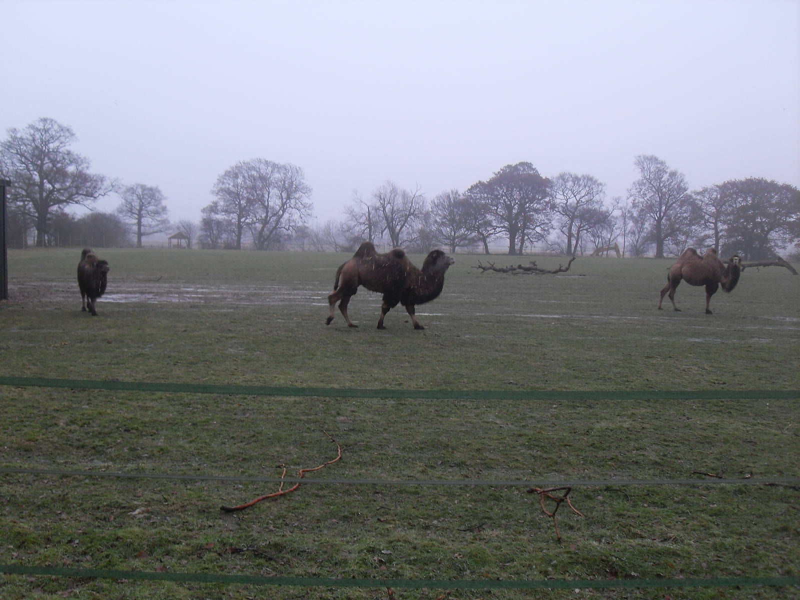 Bactrian camels