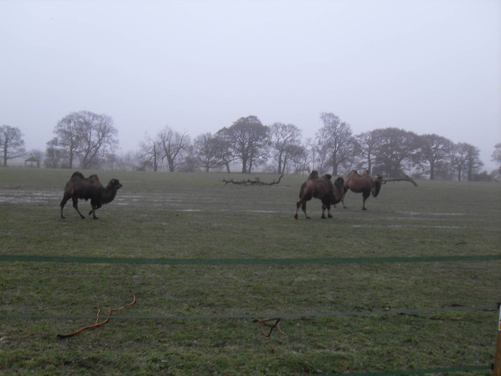 Bactrian camels
