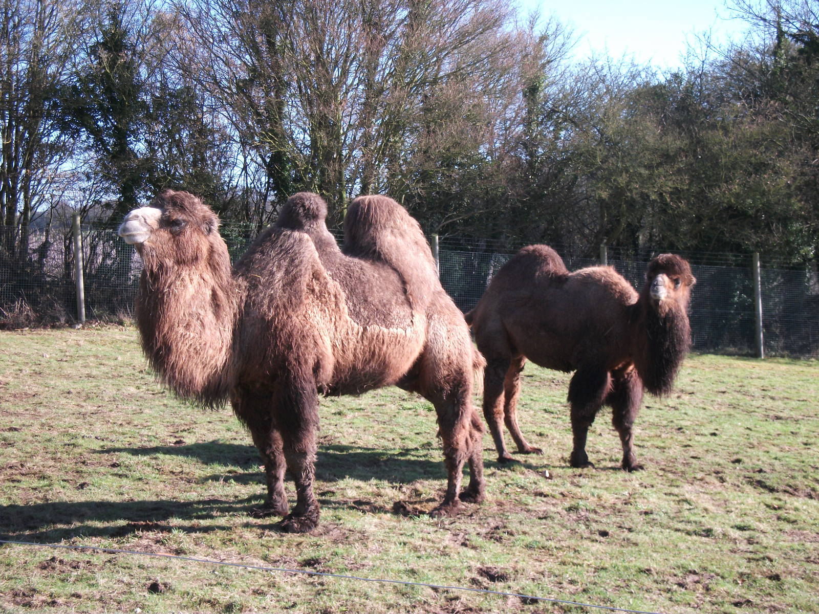 Bactrian Camels