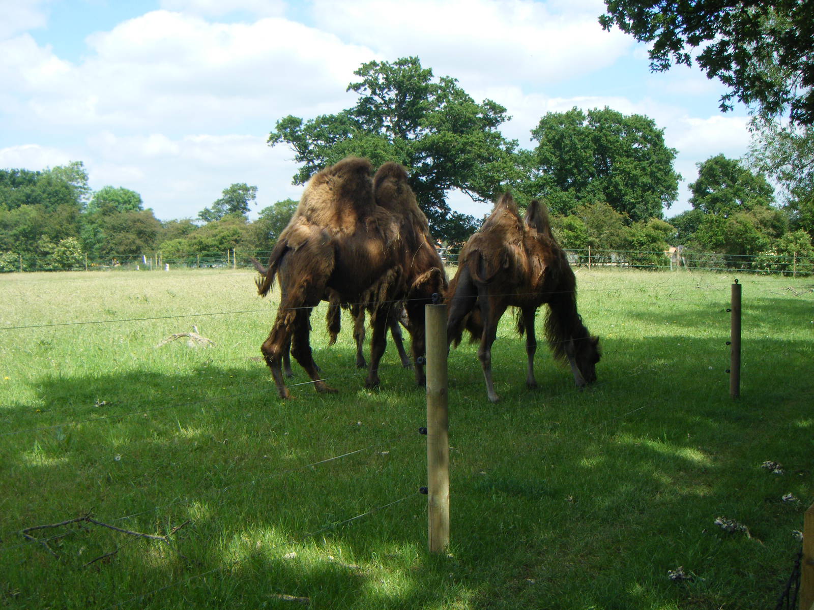 Bactrian camels
