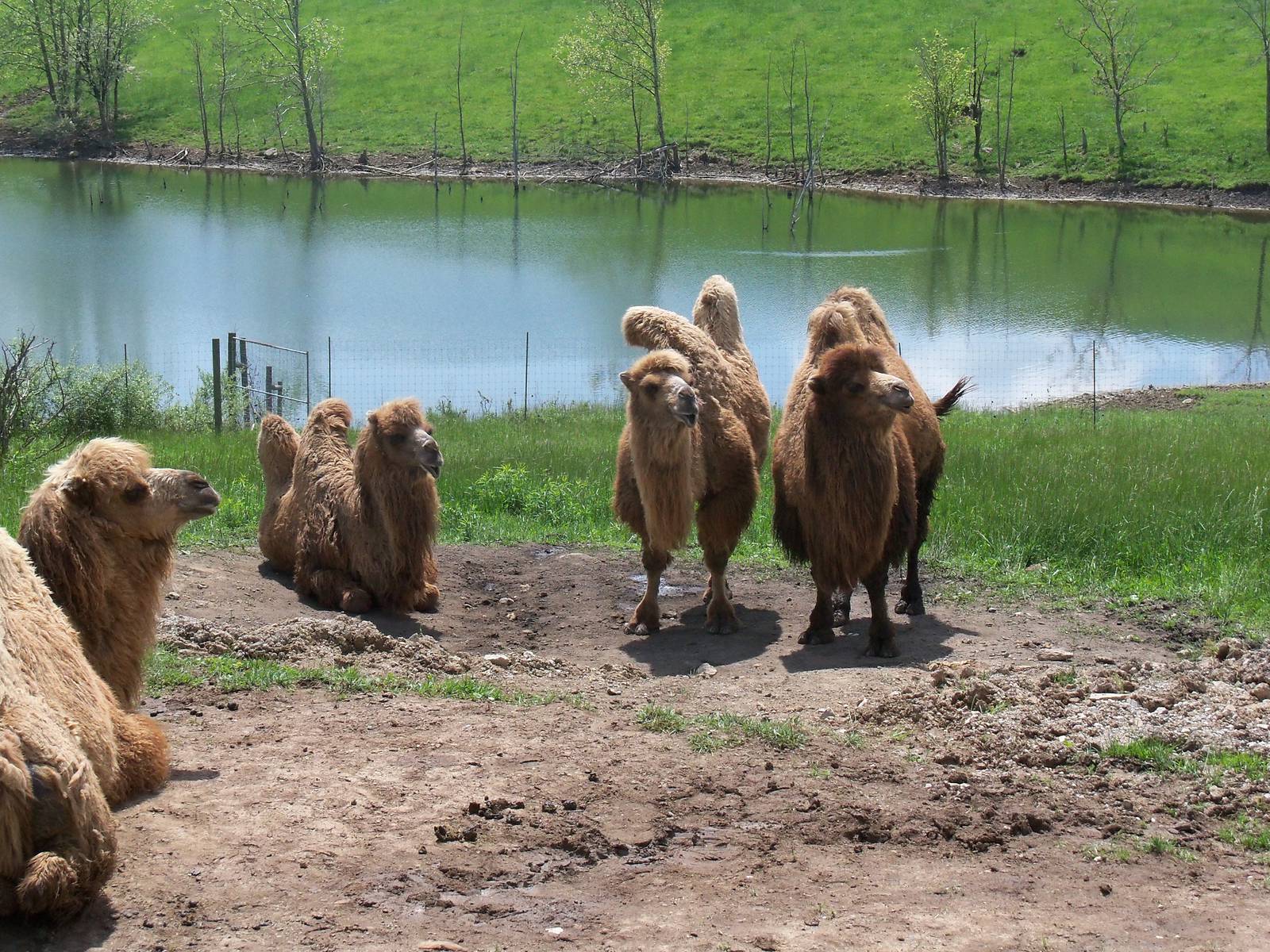 Bactrian Camels