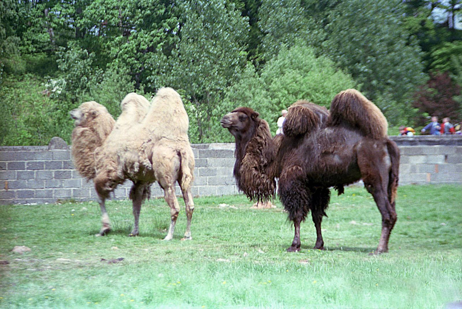 Bactrian camels