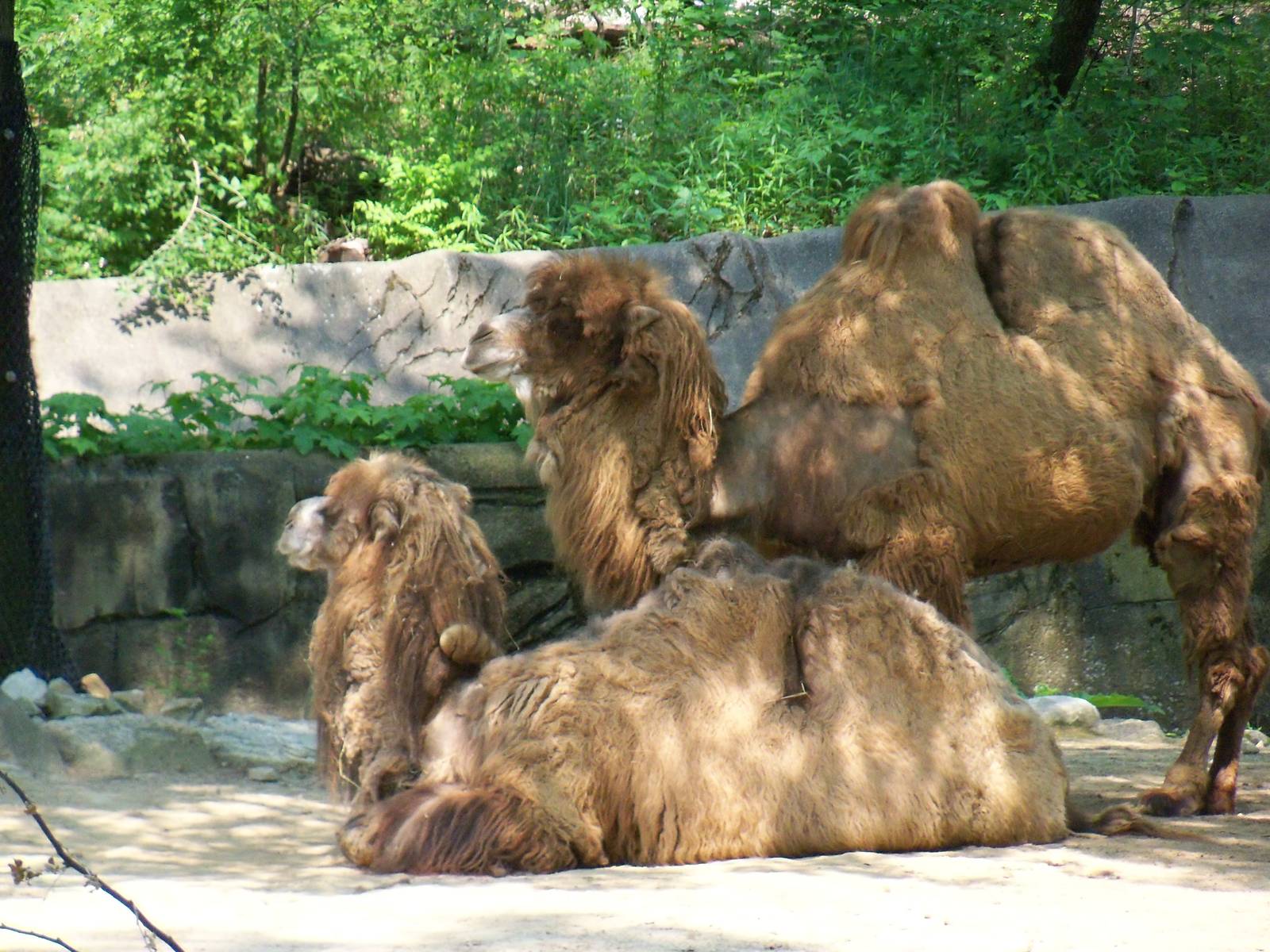 Bactrian Camels