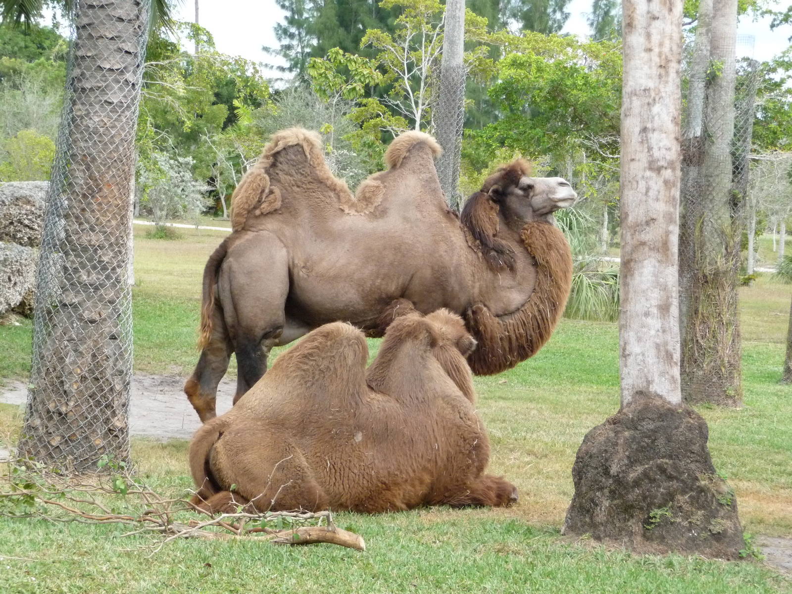 Bactrian Camels