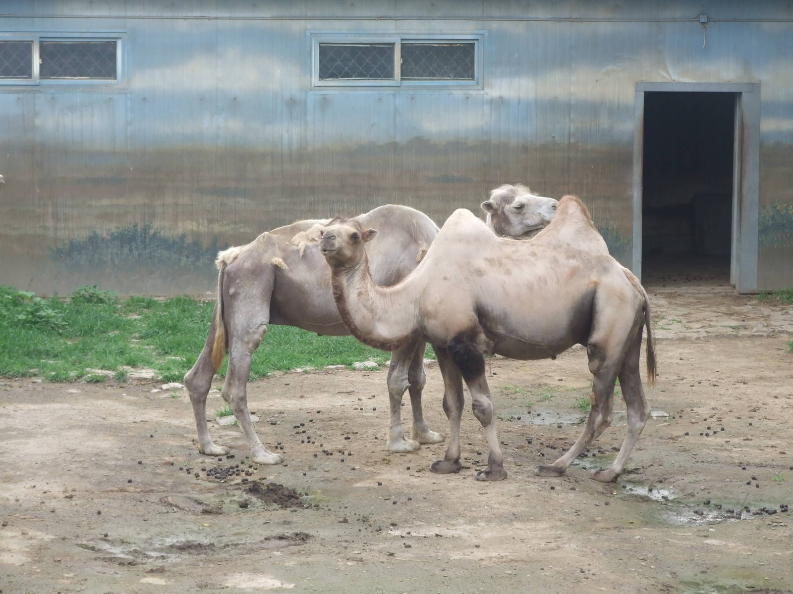 Bactrian Camels