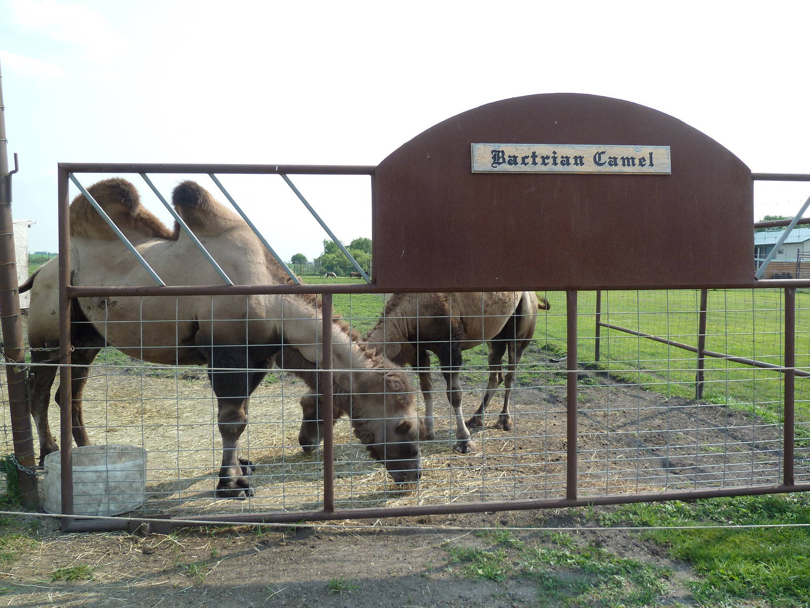 Bactrian Camels