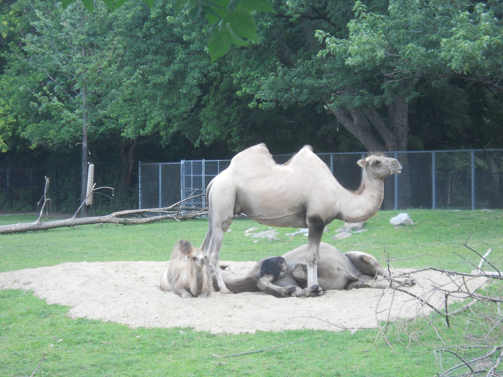 Bactrian camels