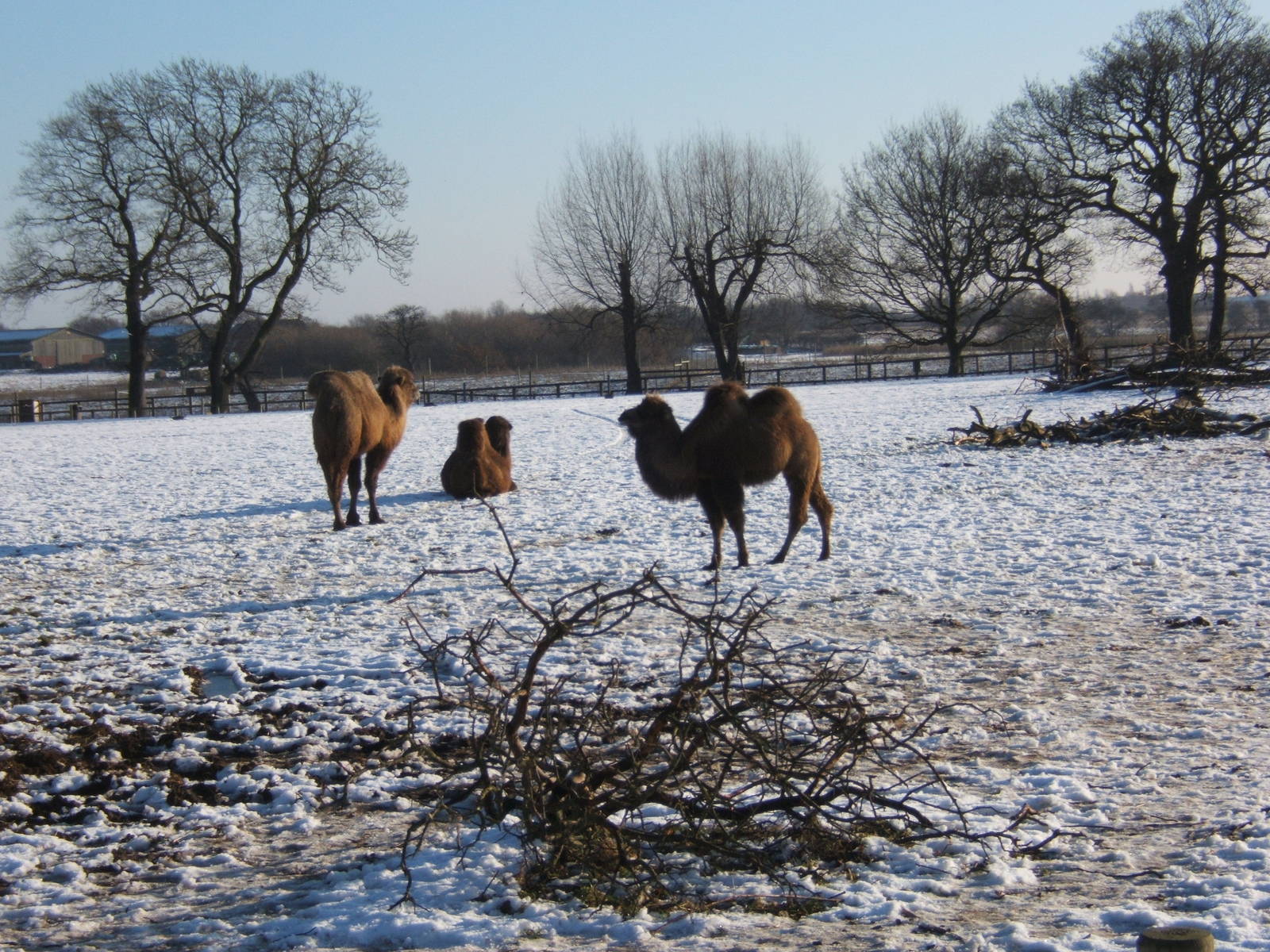 Bactrian Camels