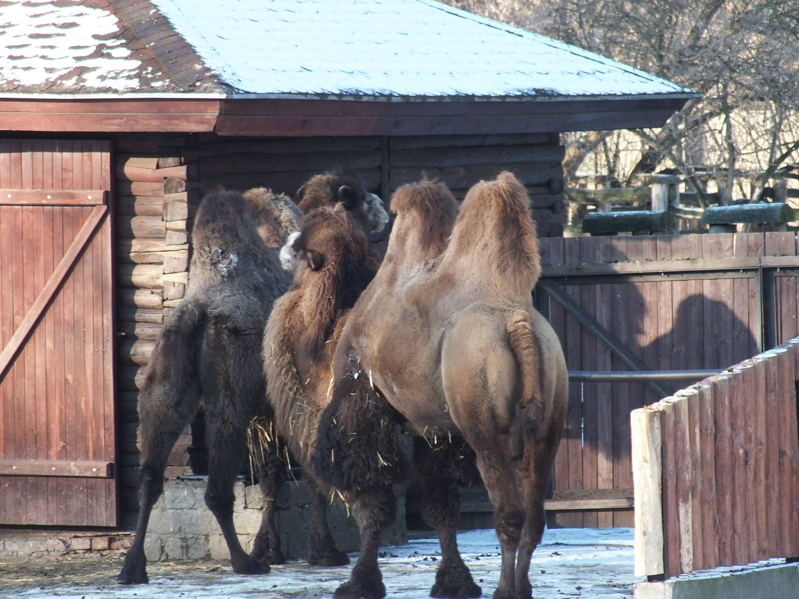 Bactrian Camels