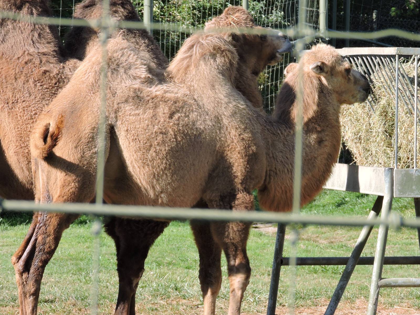 Bactrian Camels
