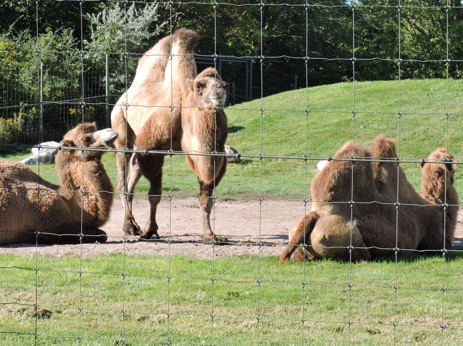 Bactrian Camels