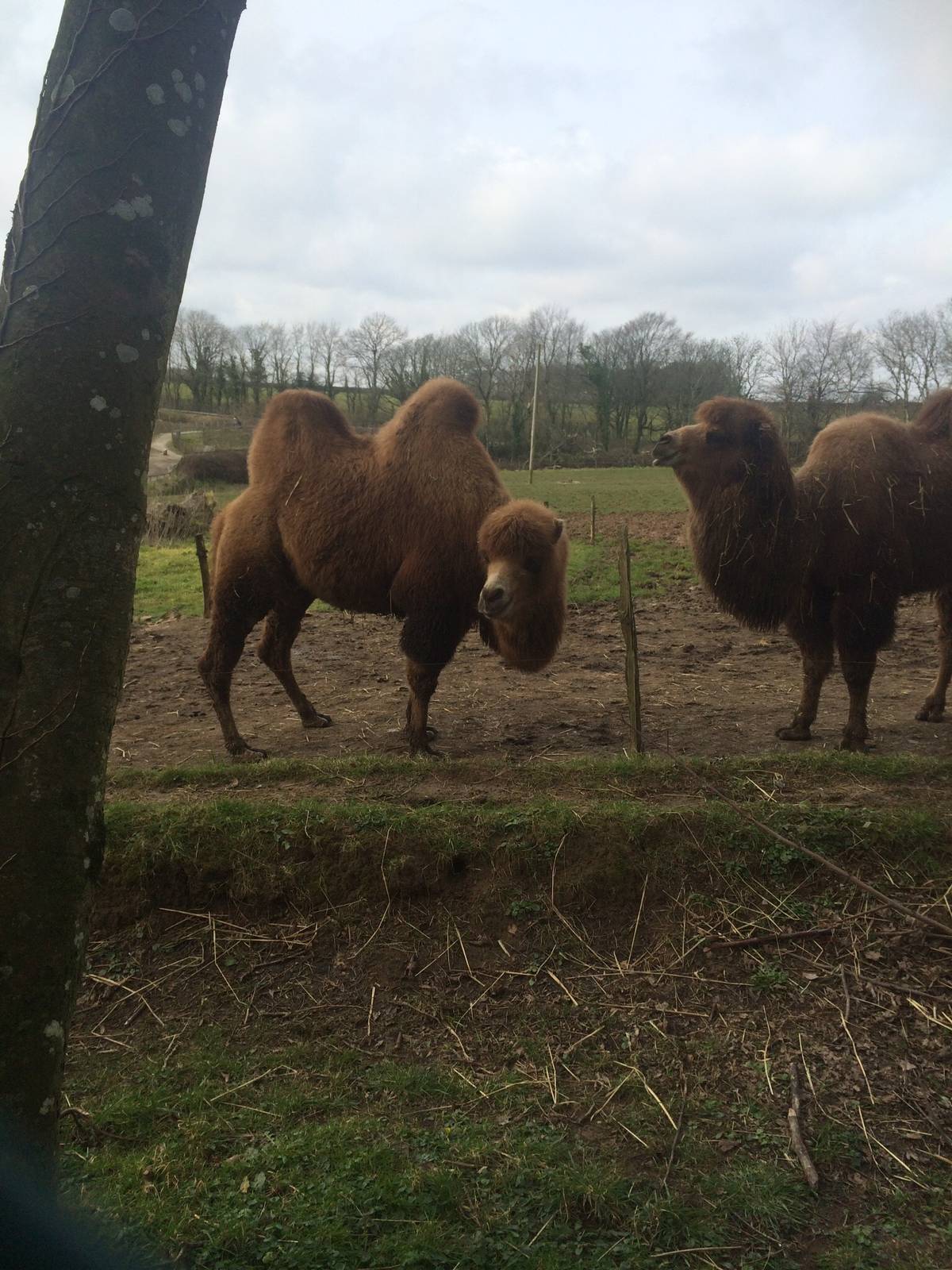 Bactrian Camels