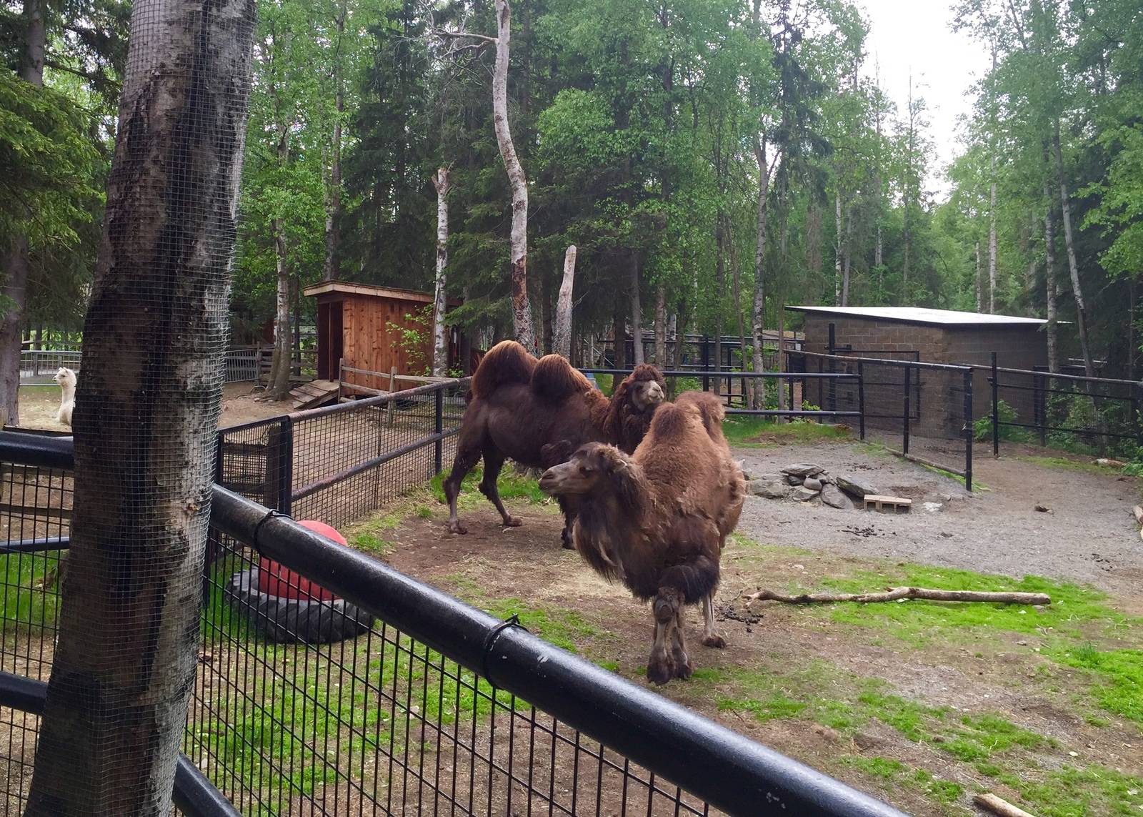 Bactrian Camels
