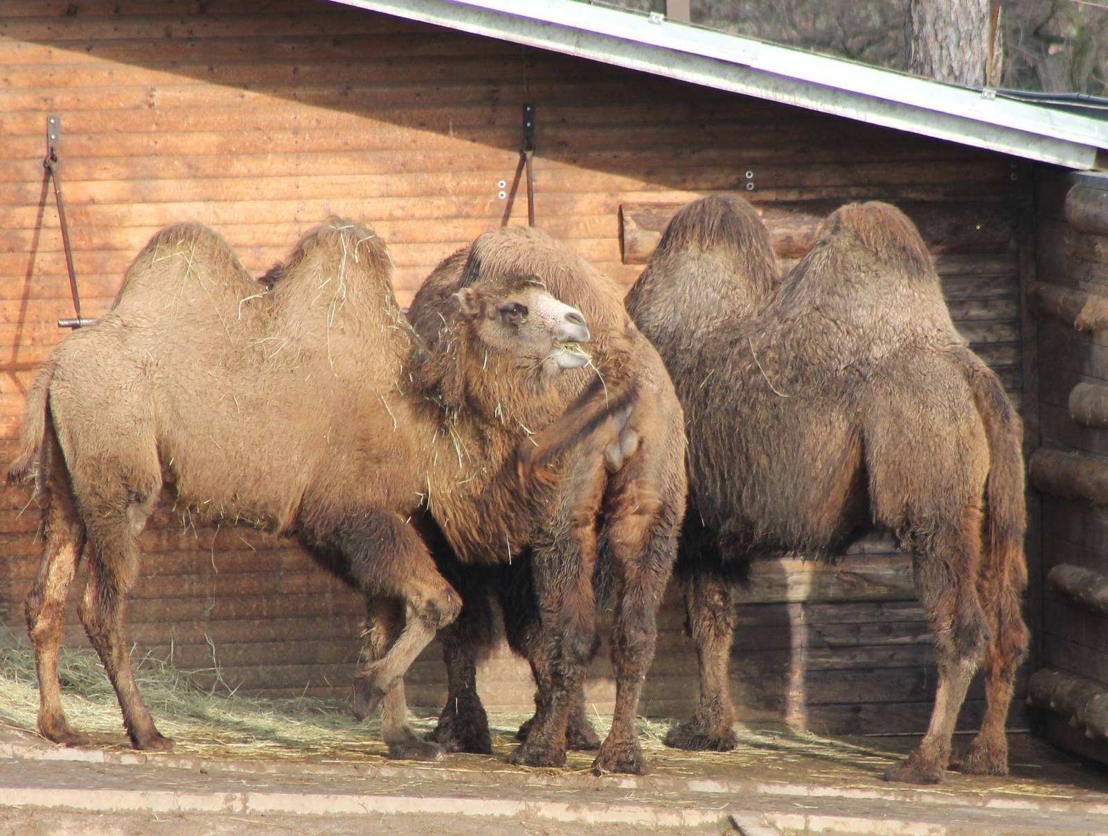 Bactrian camels