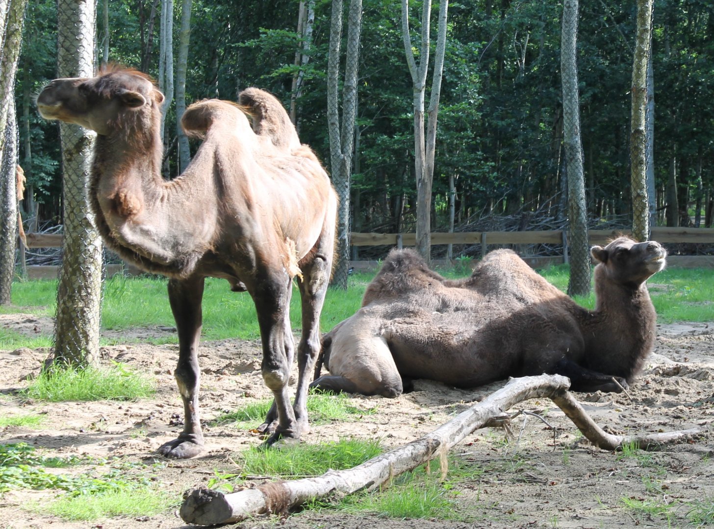 Bactrian camels