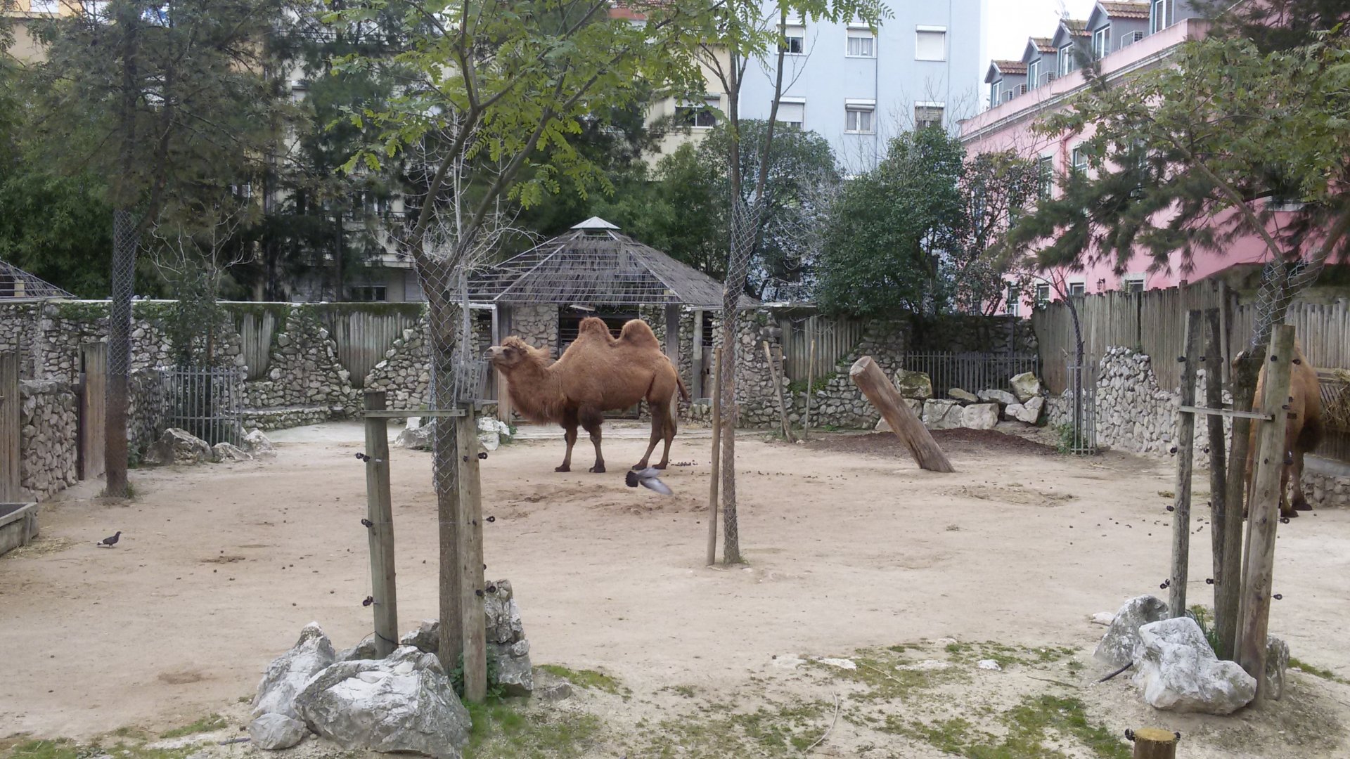Bactrian camels