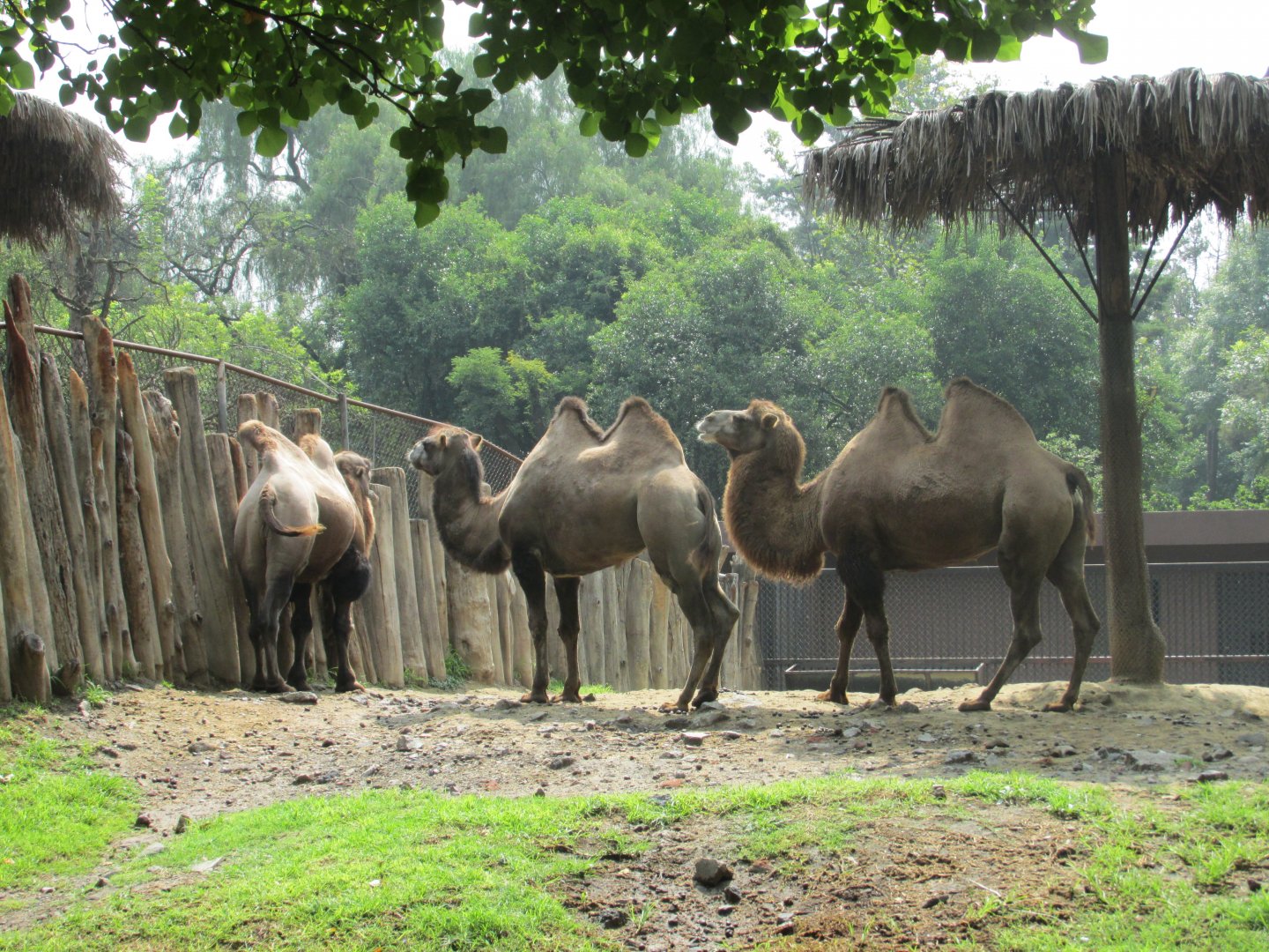bactrian camels