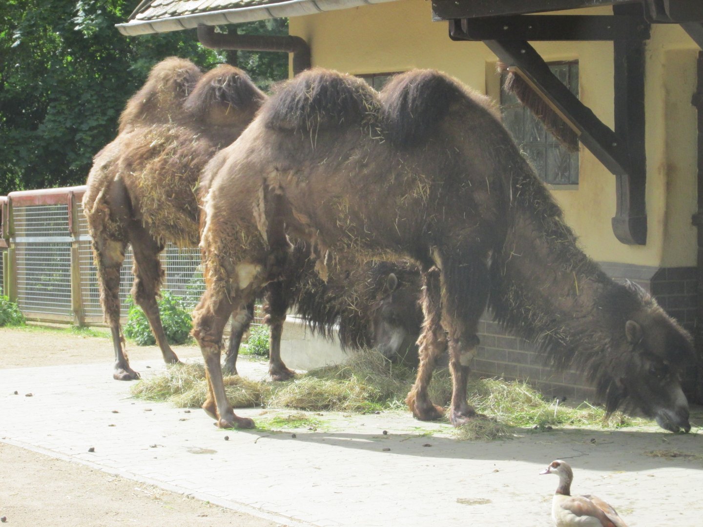 bactrian camels