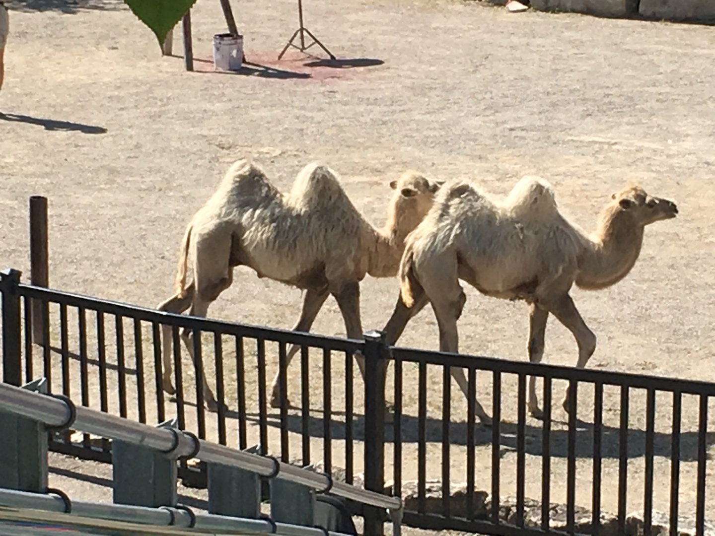 Bactrian Camels