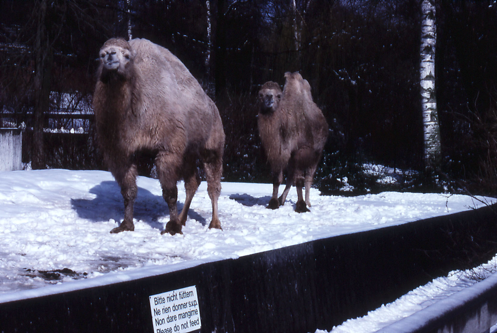 Bactrian Camels