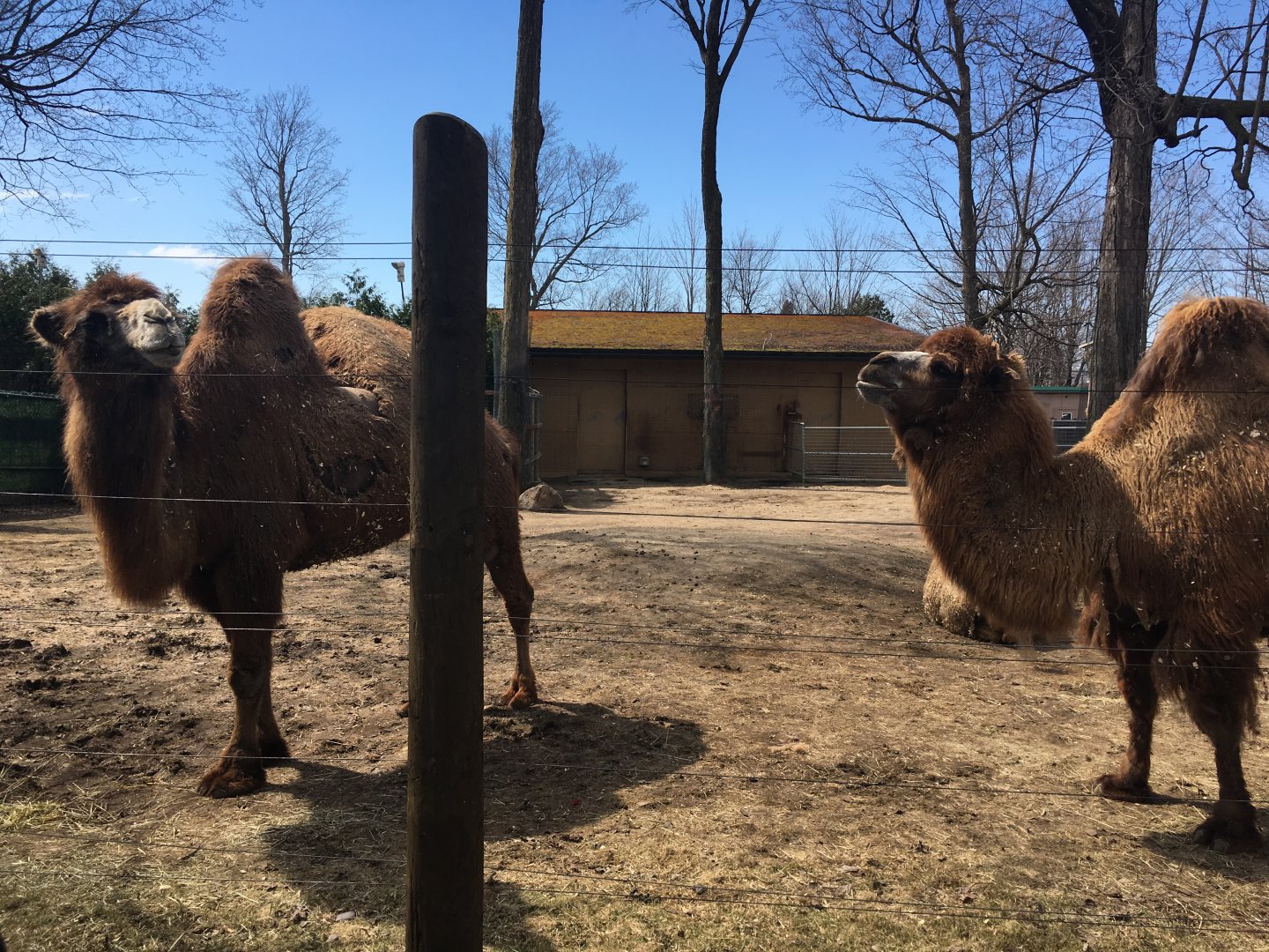 Bactrian Camels