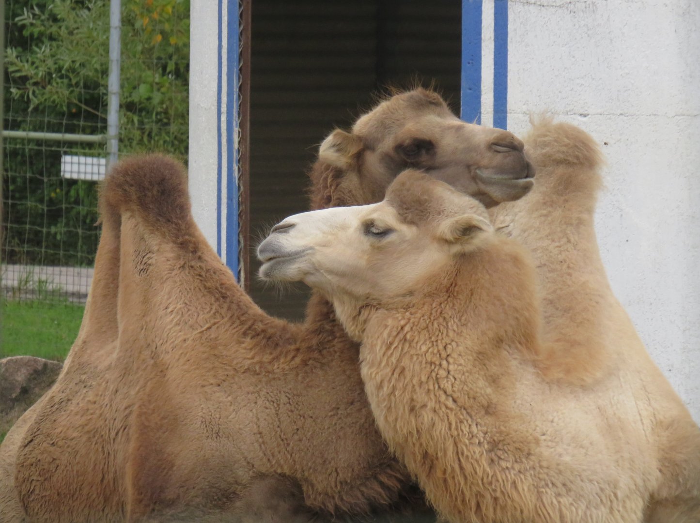 Bactrian camels
