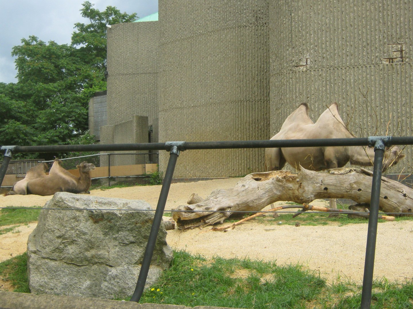 Bactrian Camels