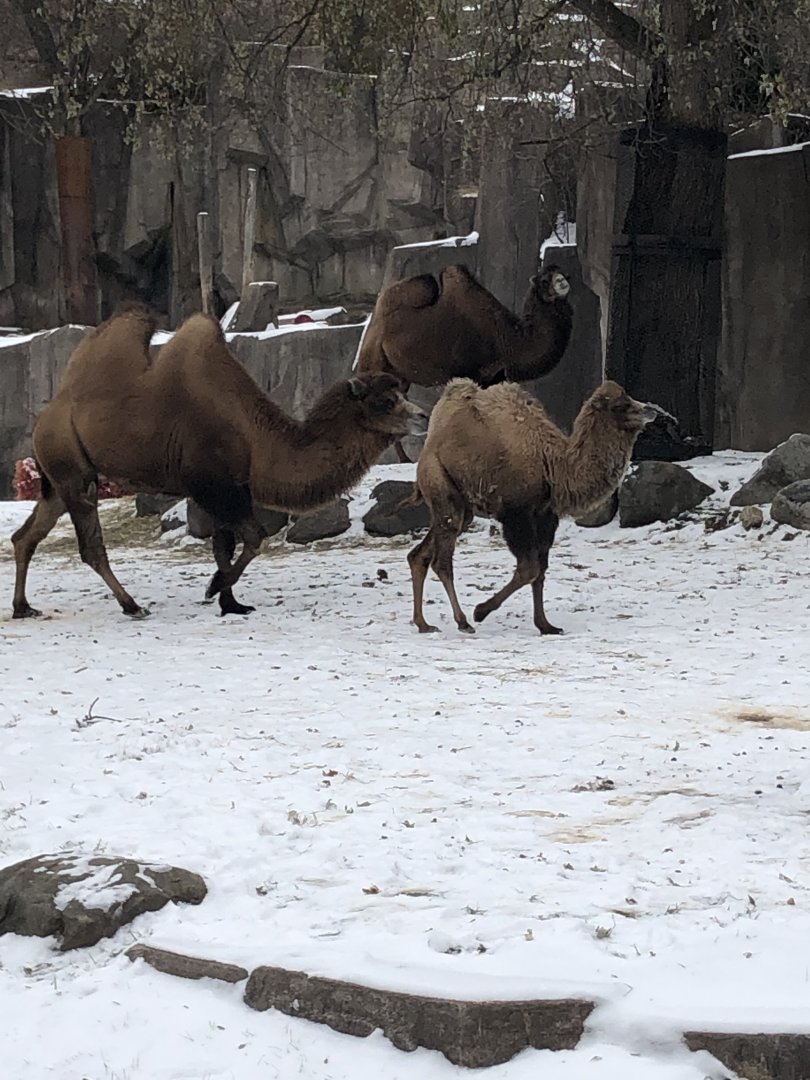 Bactrian Camels