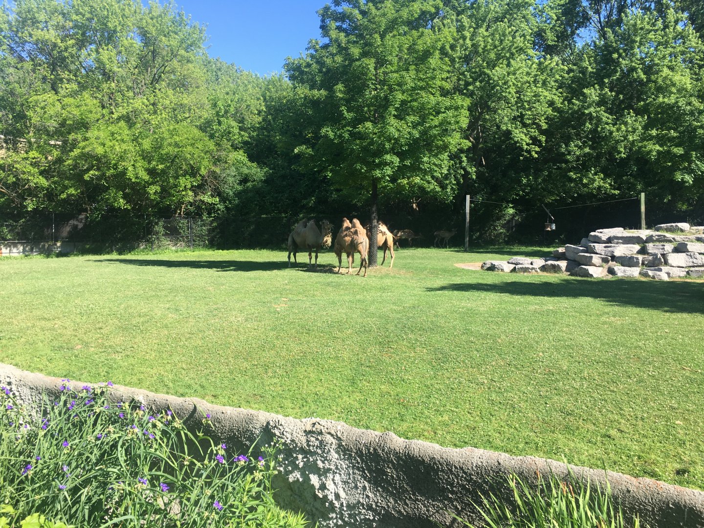 Bactrian Camels