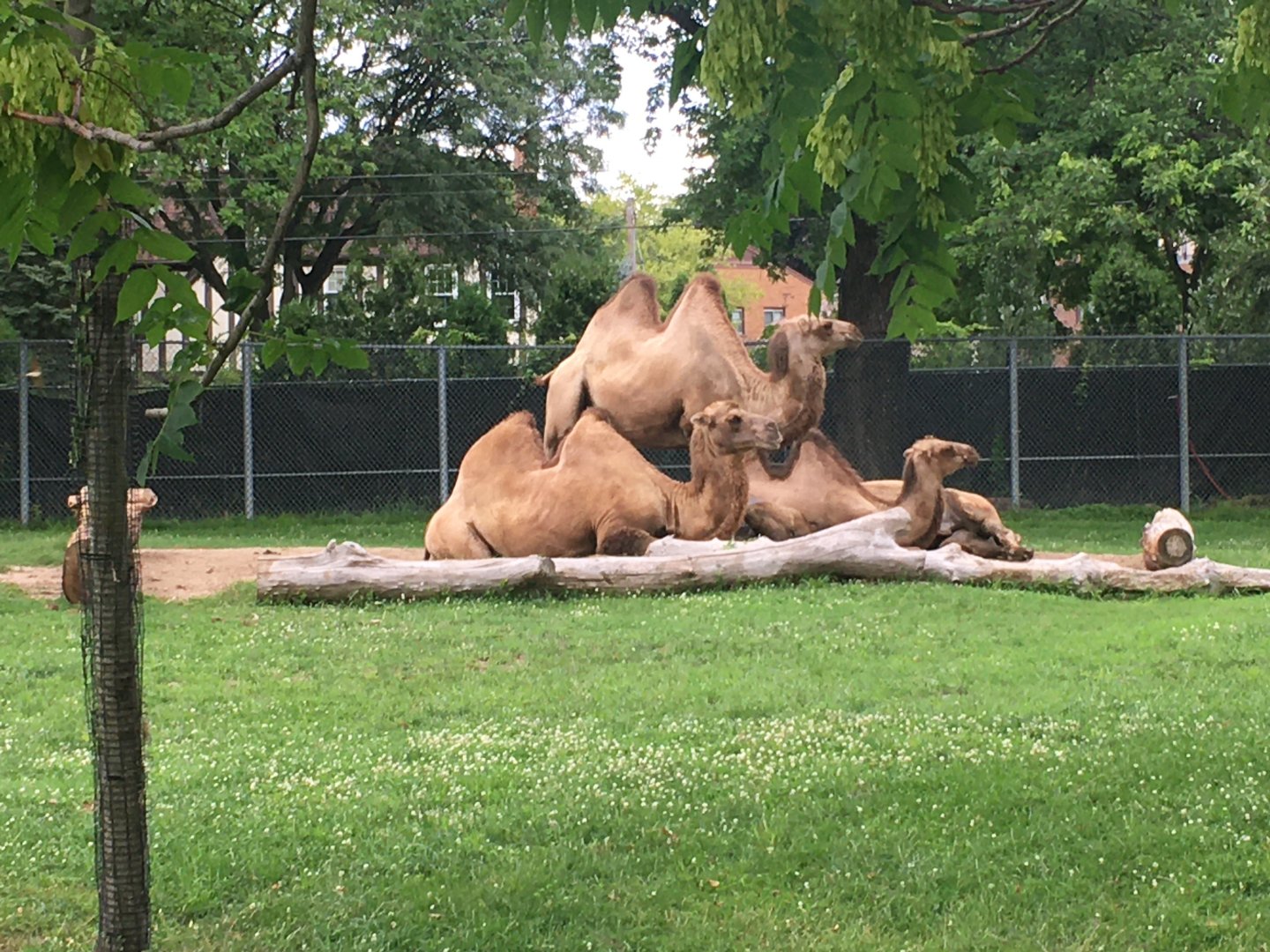Bactrian Camels