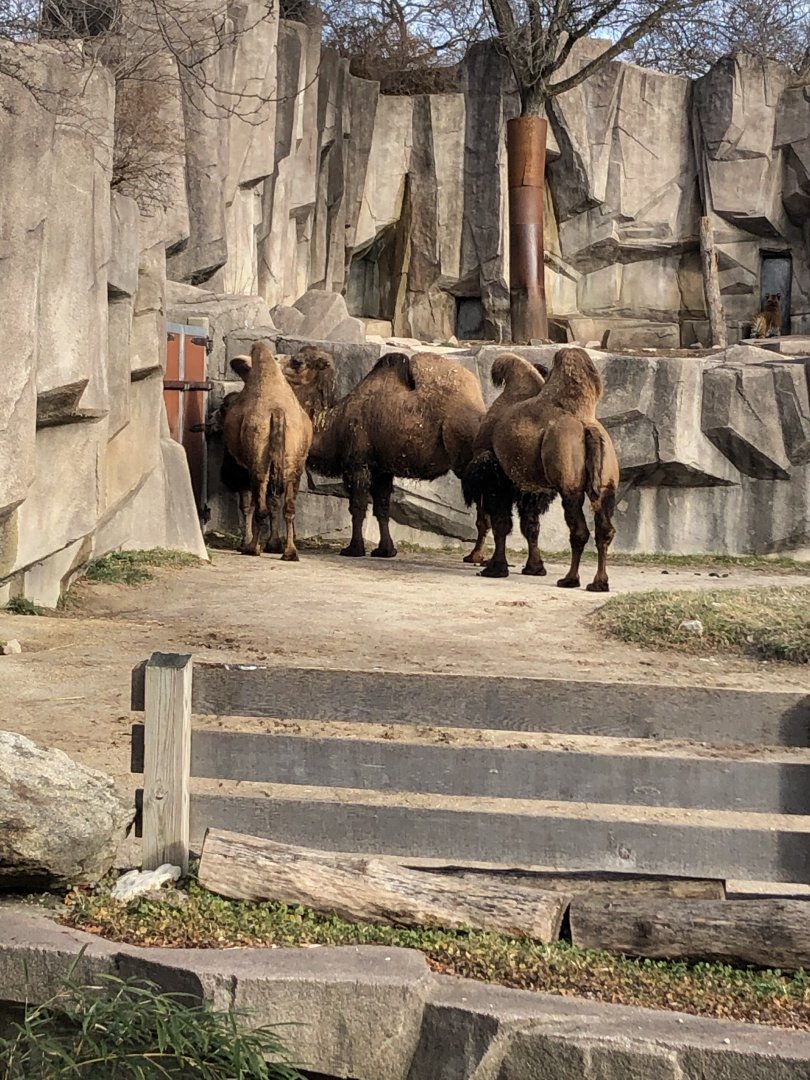 Bactrian Camels