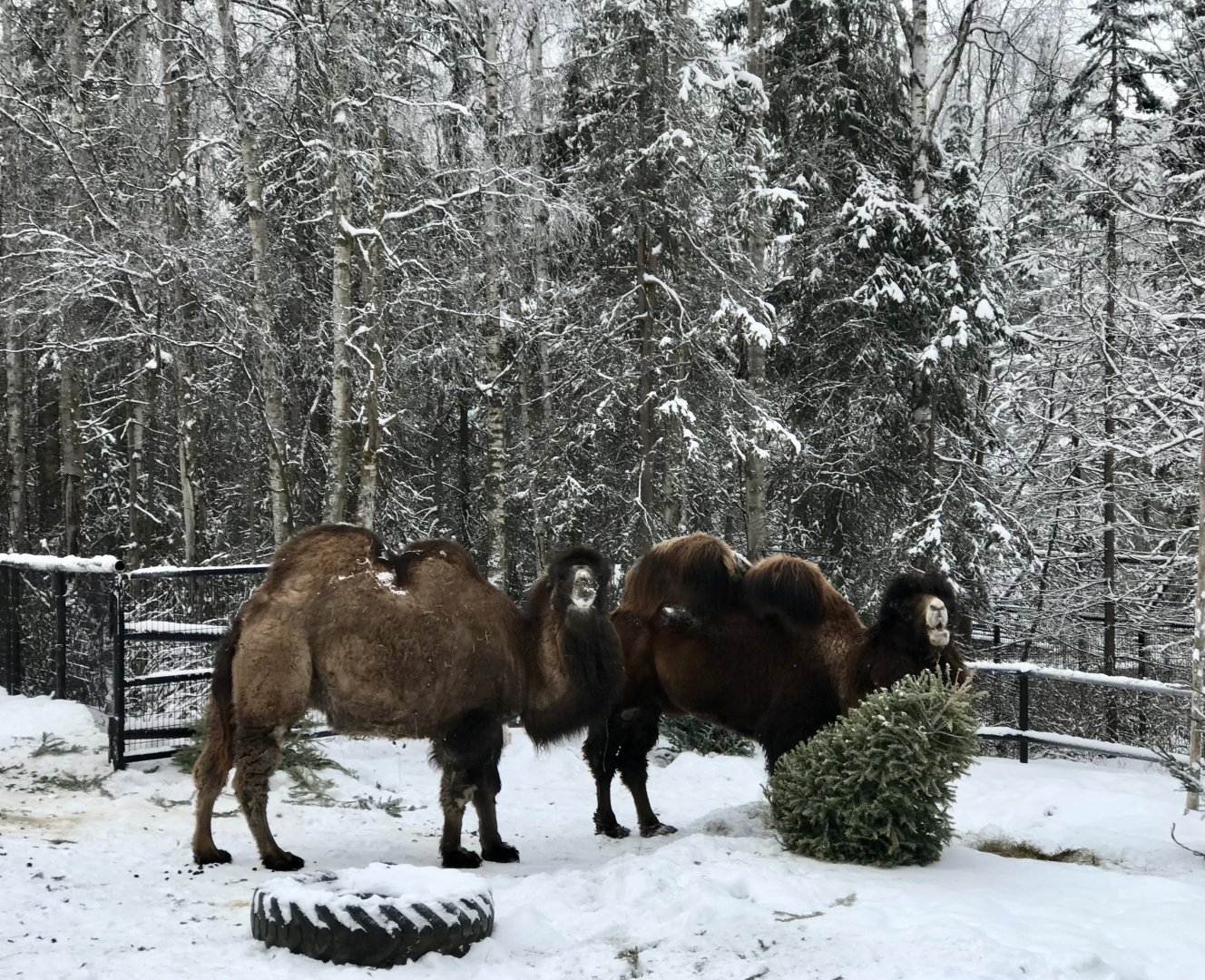 Bactrian Camels