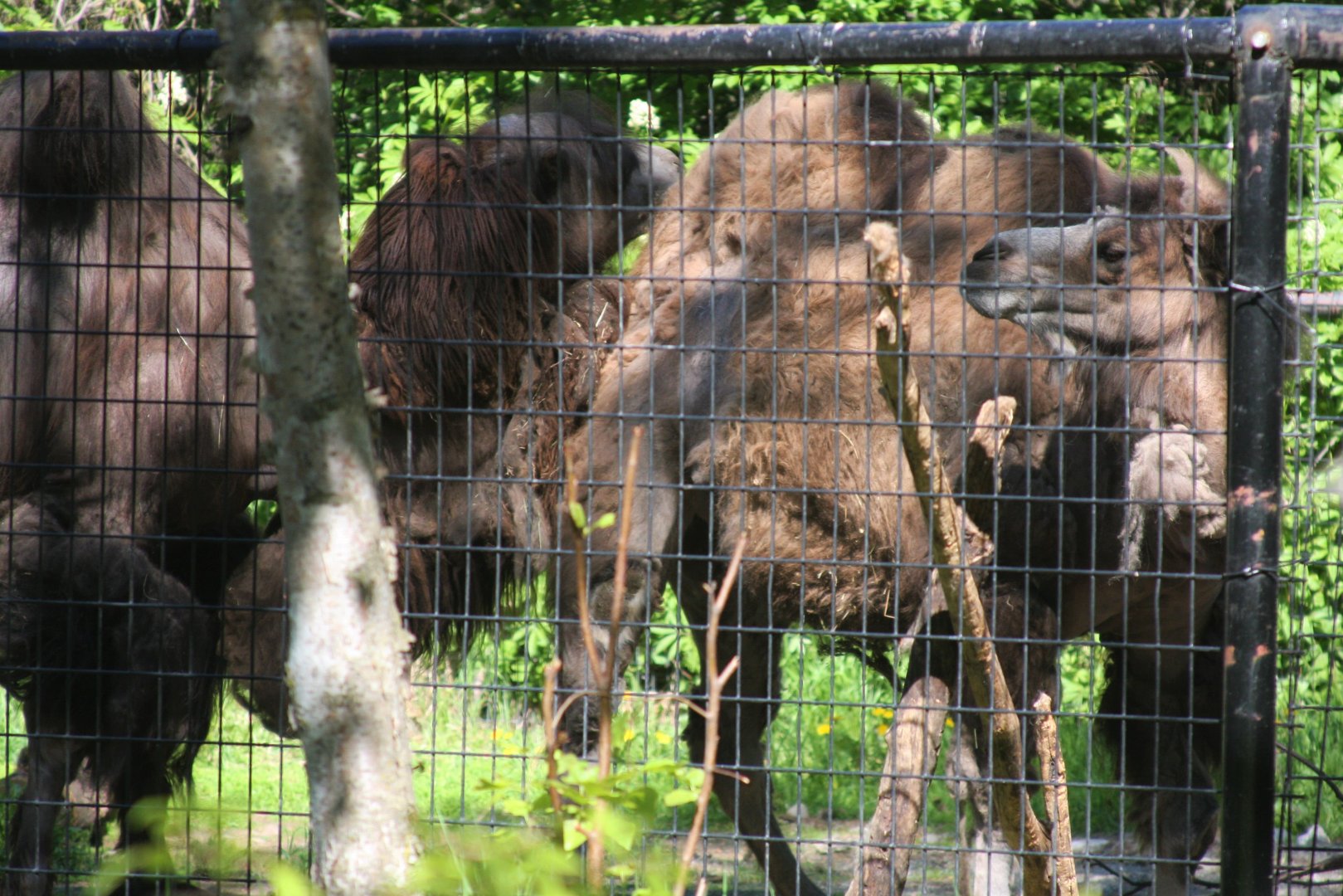 Bactrian Camels