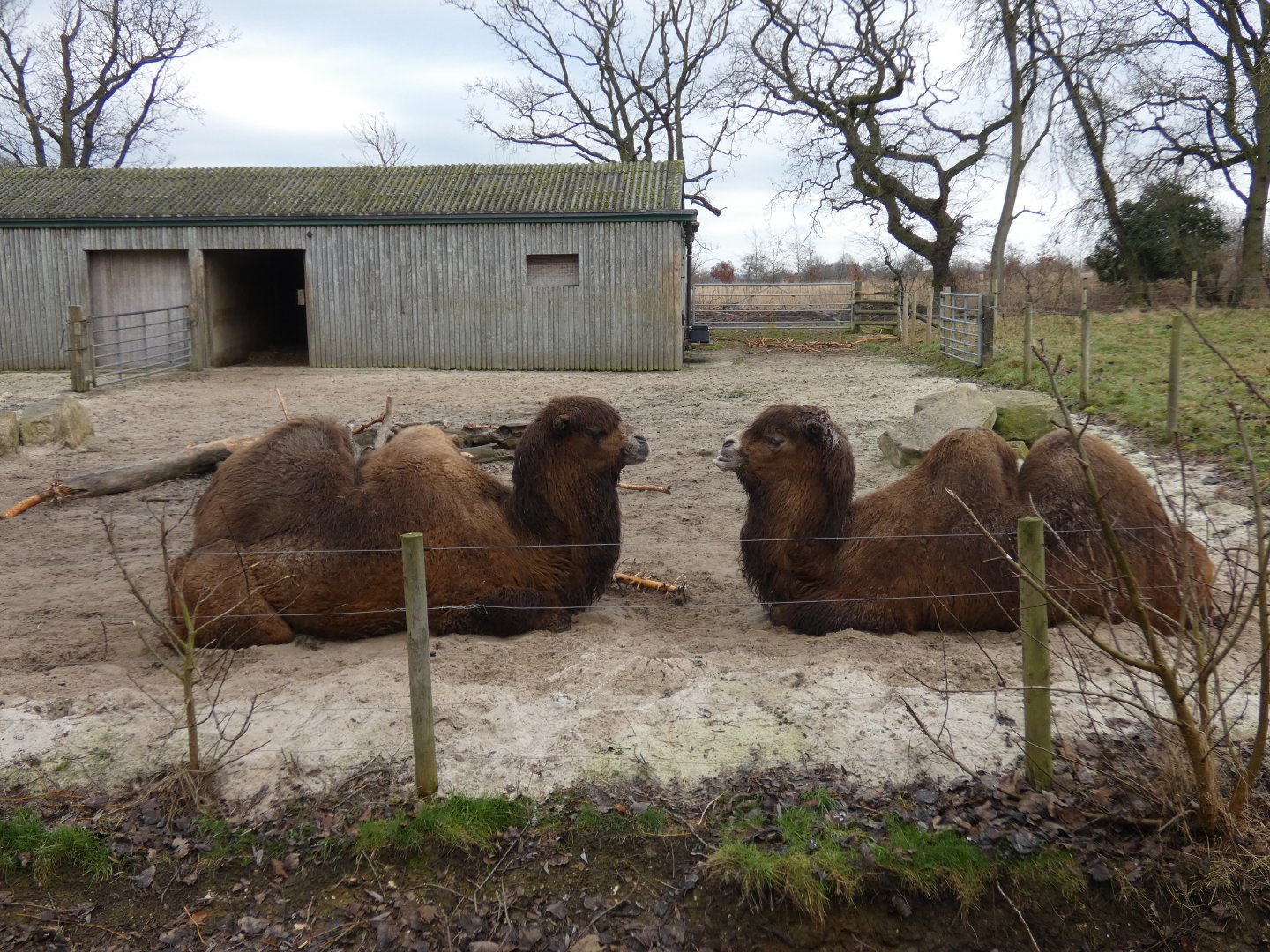 Bactrian camels