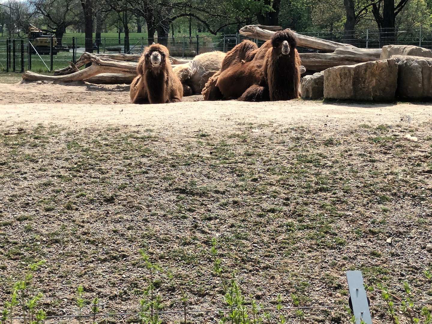 Bactrian Camels