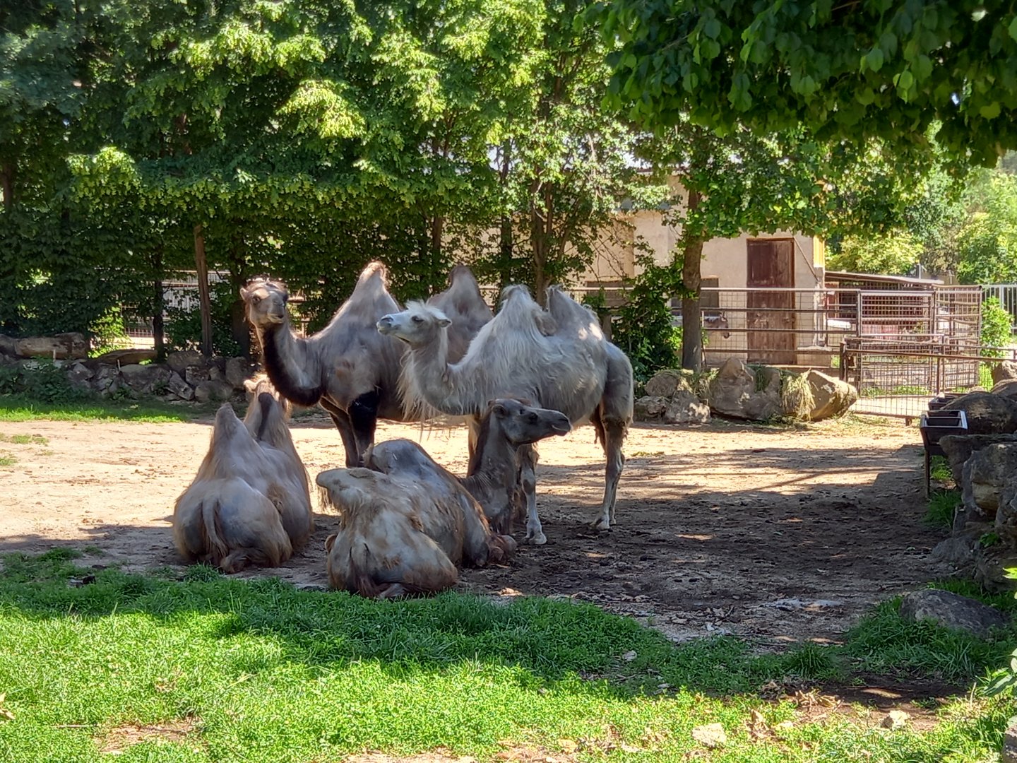 Bactrian camels