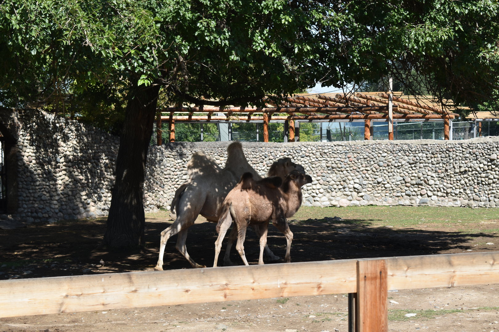 Bactrian camels