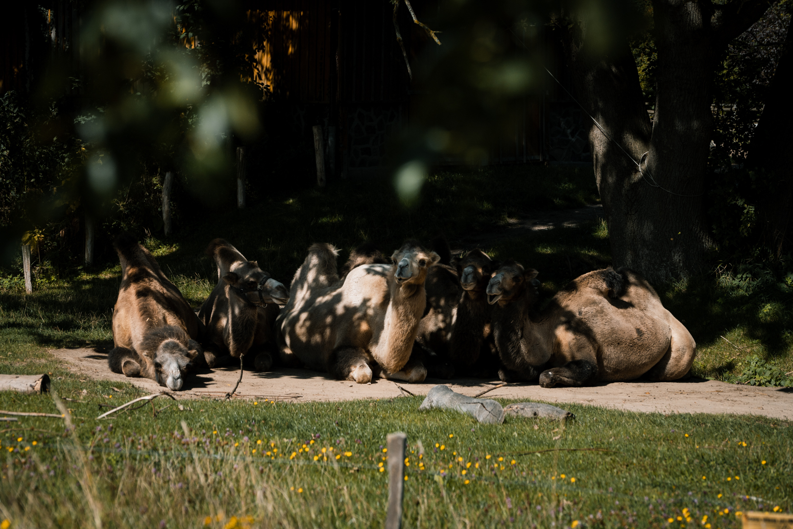 Bactrian Camels