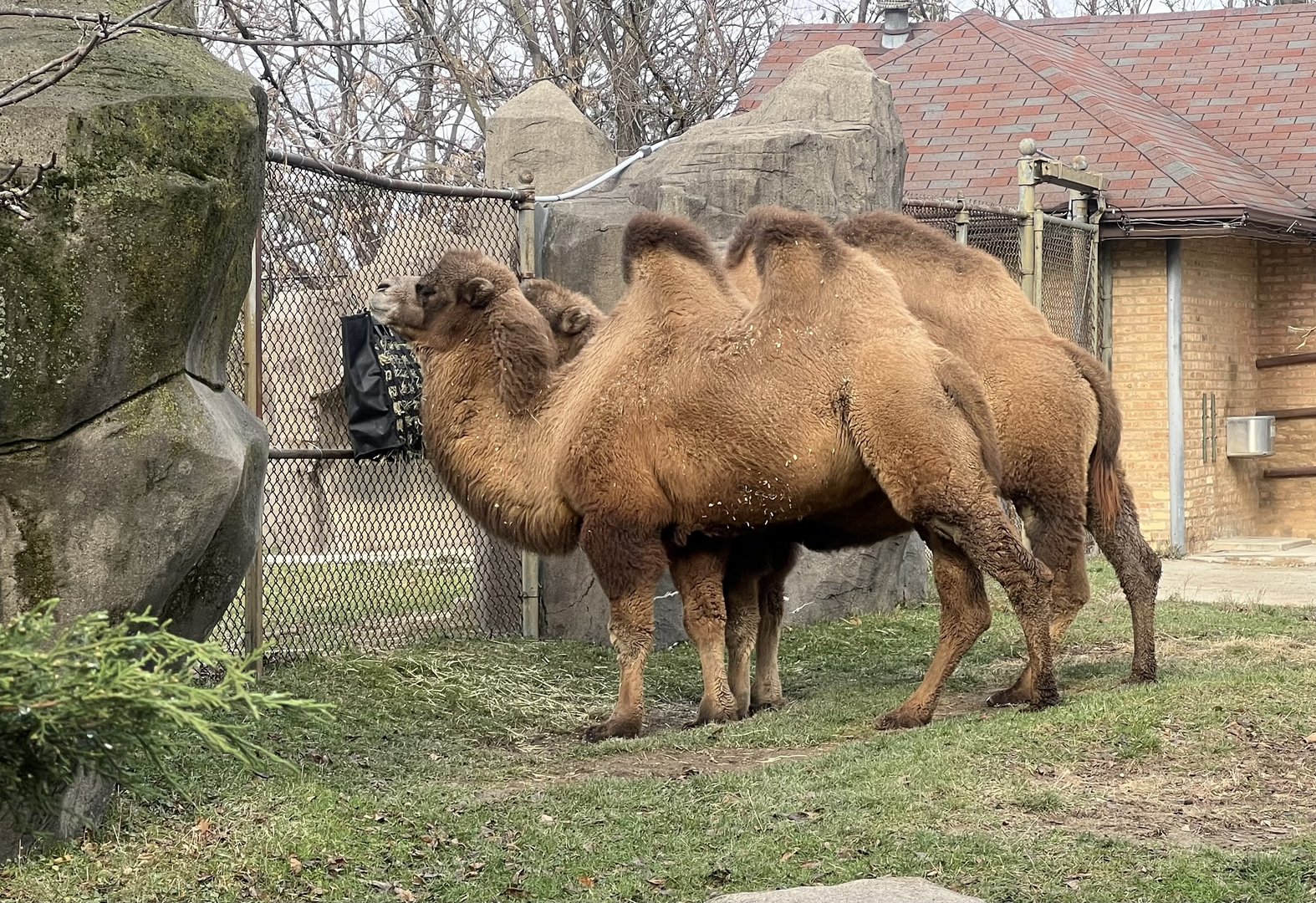 Bactrian Camels