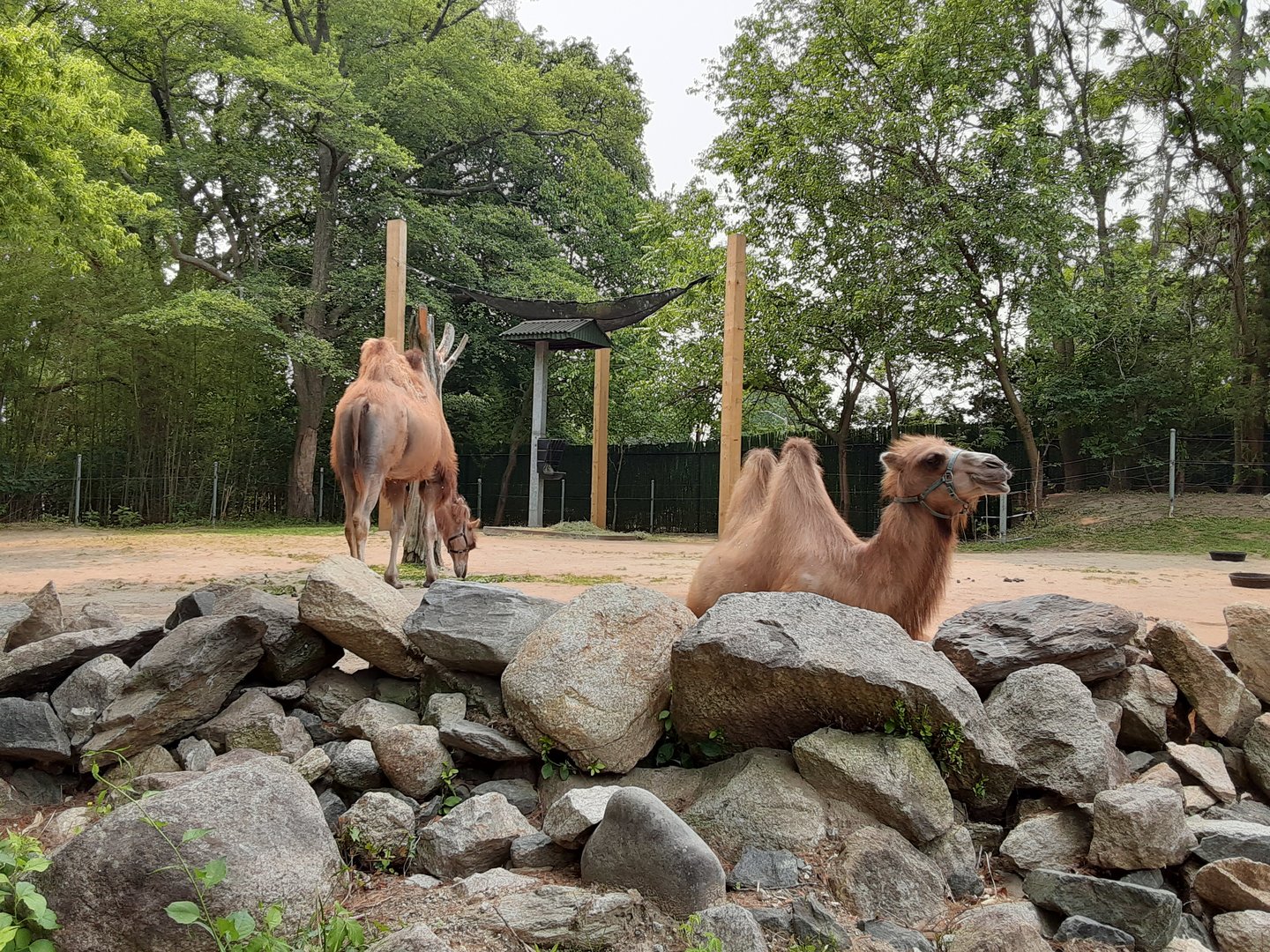 Bactrian Camels