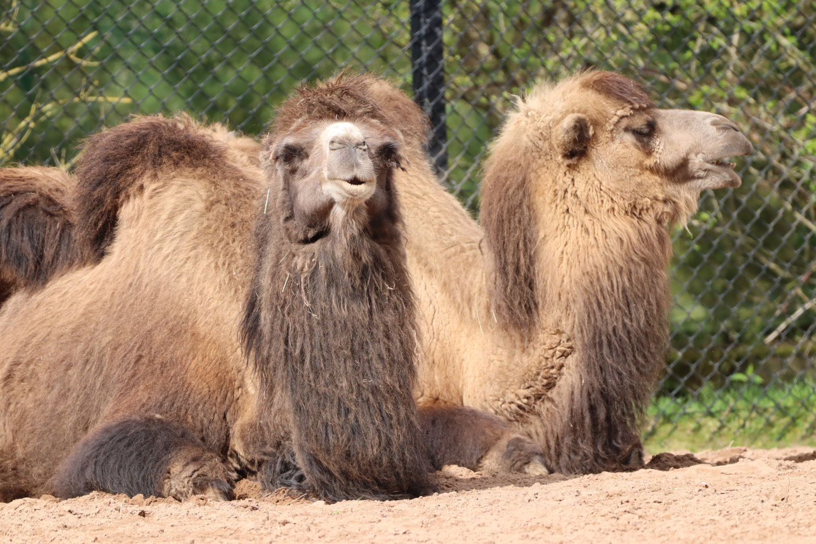 Bactrian Camels