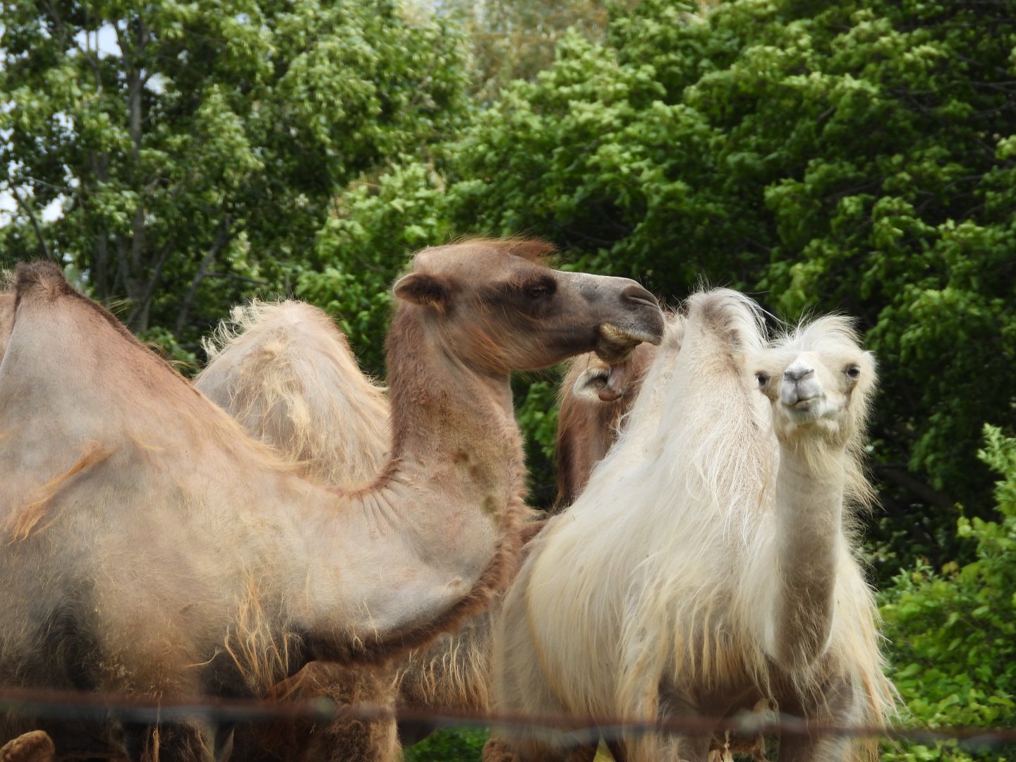 Bactrian camels
