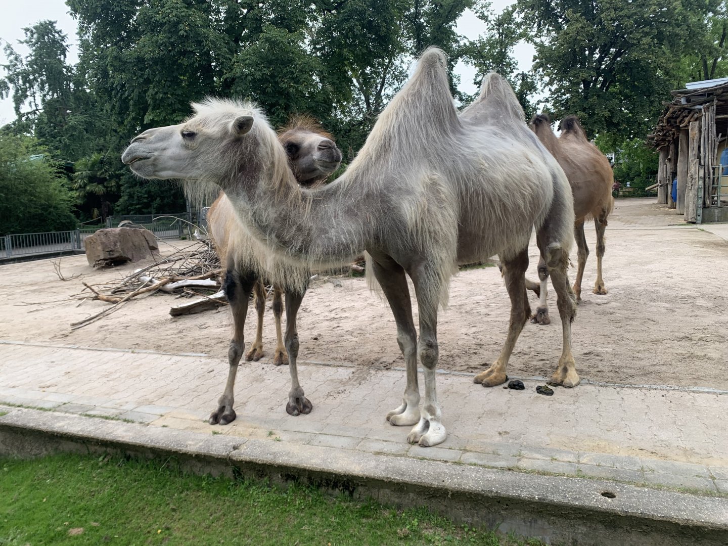 Bactrian camels