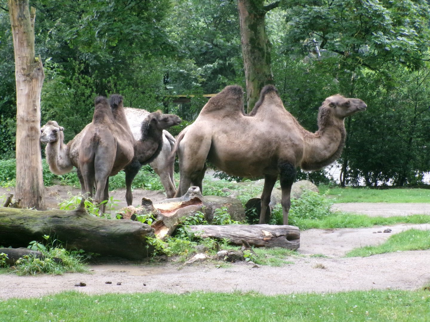 Bactrian camels