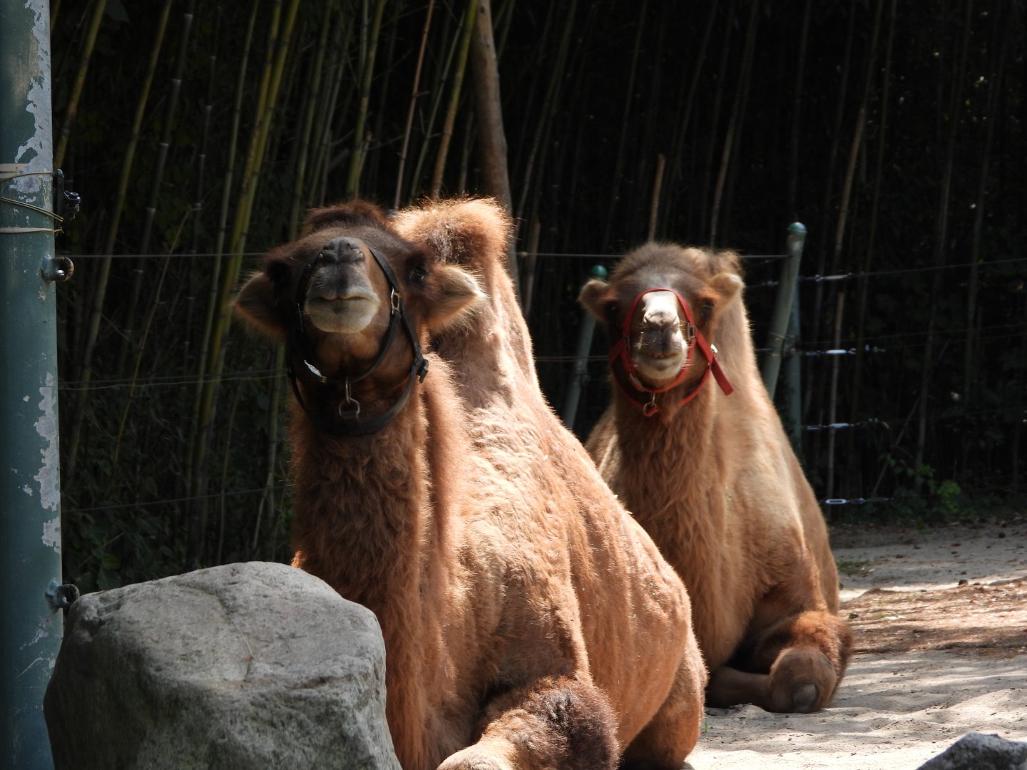 Bactrian camels