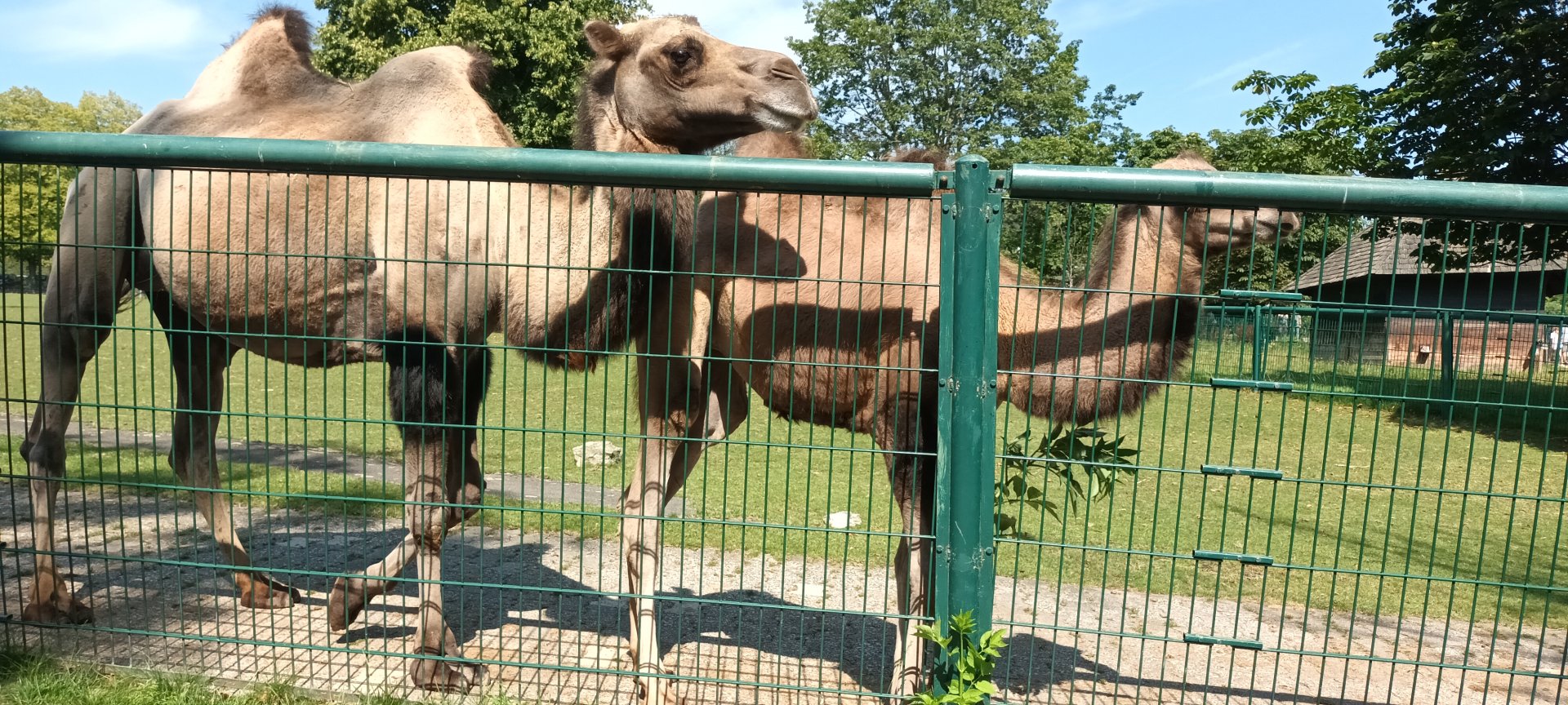 Bactrian Camels