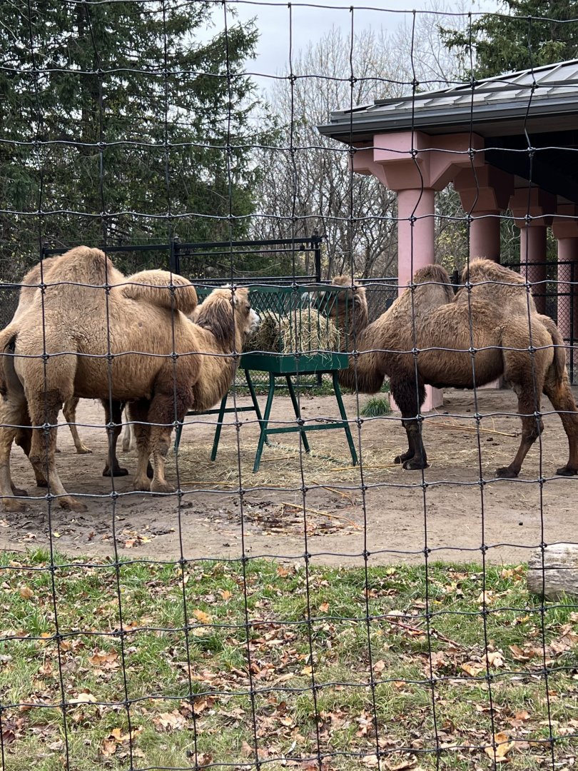 Bactrian Camels