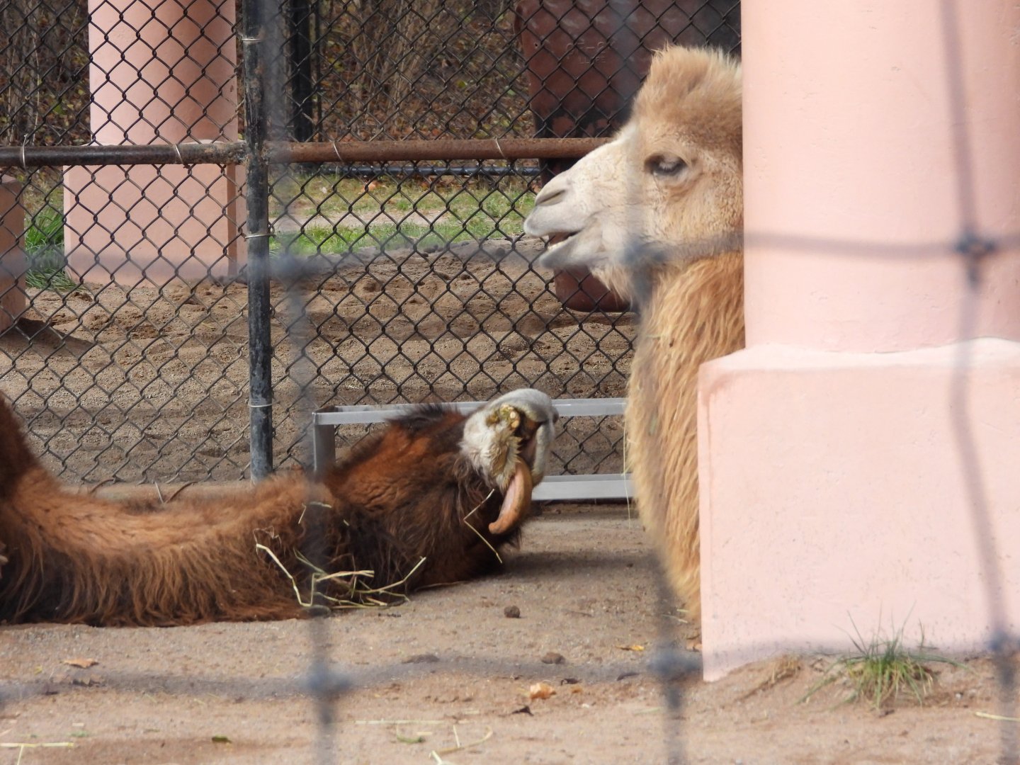 Bactrian camels