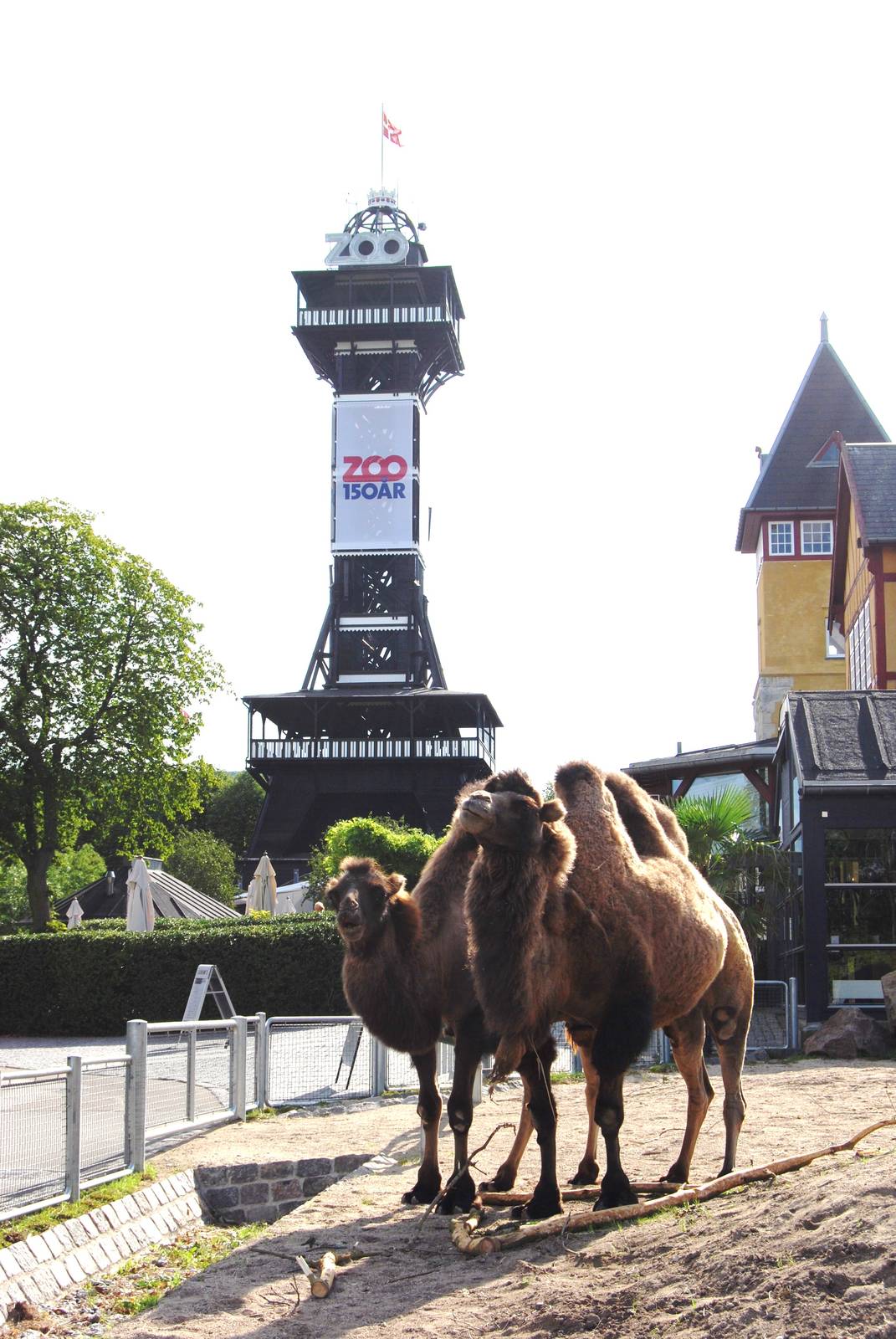 Bactrian Camels