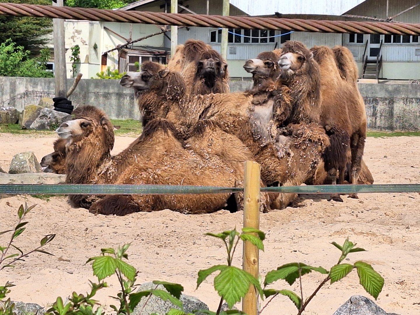 Bactrian Camels